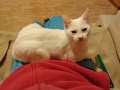 Cloe